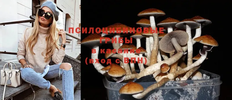 ссылка на мегу рабочий сайт  Богородск  Галлюциногенные грибы Psilocybine cubensis 